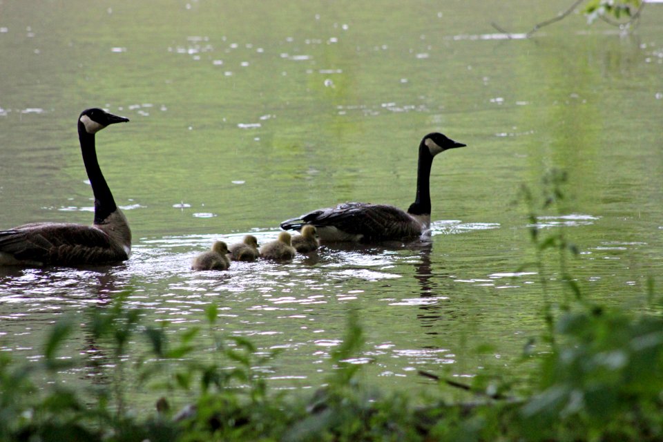 Canada Goose Family