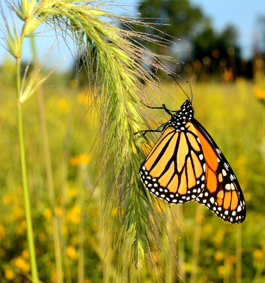 Monarch on foxtail