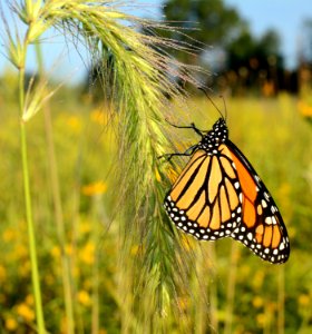 Monarch on foxtail photo