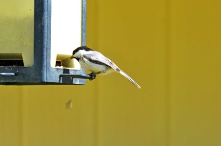 Black-capped Chickadee photo