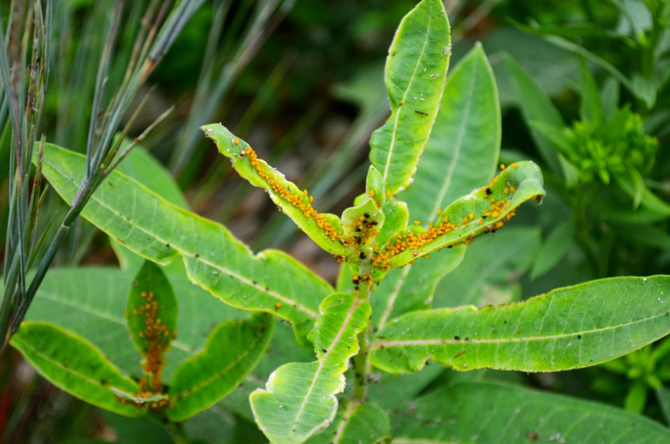 Oleander aphids on common milkweed