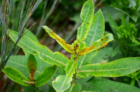 Oleander aphids on common milkweed photo