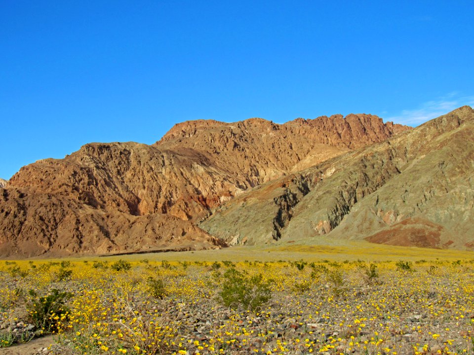 Wildflower Super Bloom at Death Valley NP in CA
