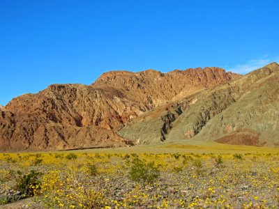 Wildflower Super Bloom at Death Valley NP in CA photo