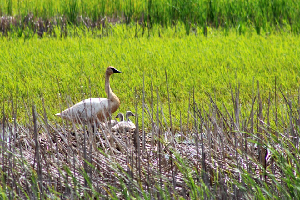 Trumpeter Swan With Cygnets photo