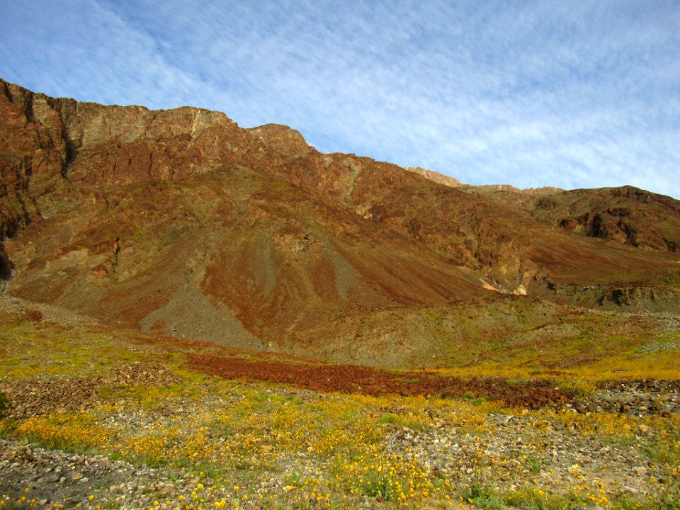 Wildflower Super Bloom at Death Valley NP in CA