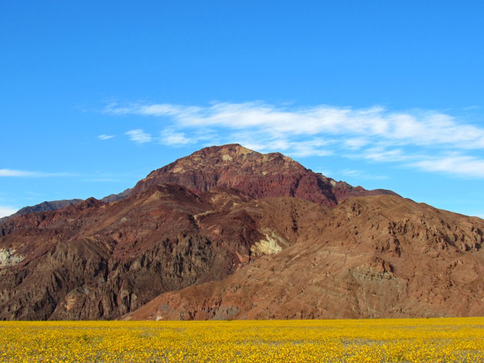 Wildflower Super Bloom at Death Valley NP in CA