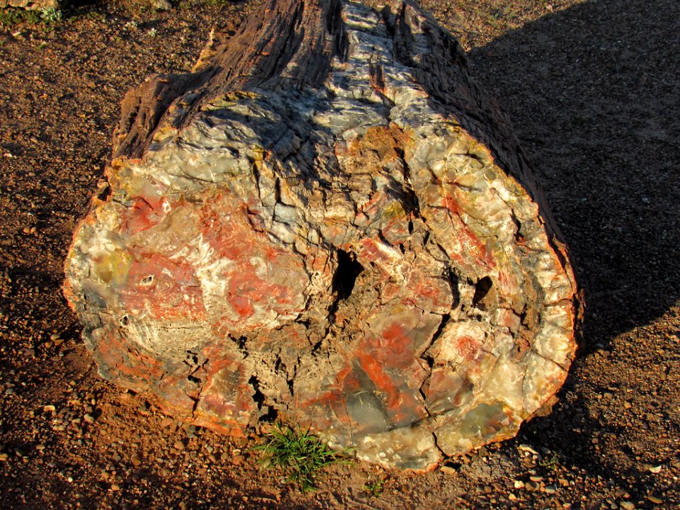 Crystal Forest at Petrified Forest NP in Arizona