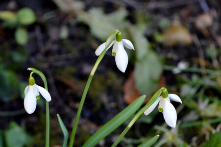 Spring garden close up photo