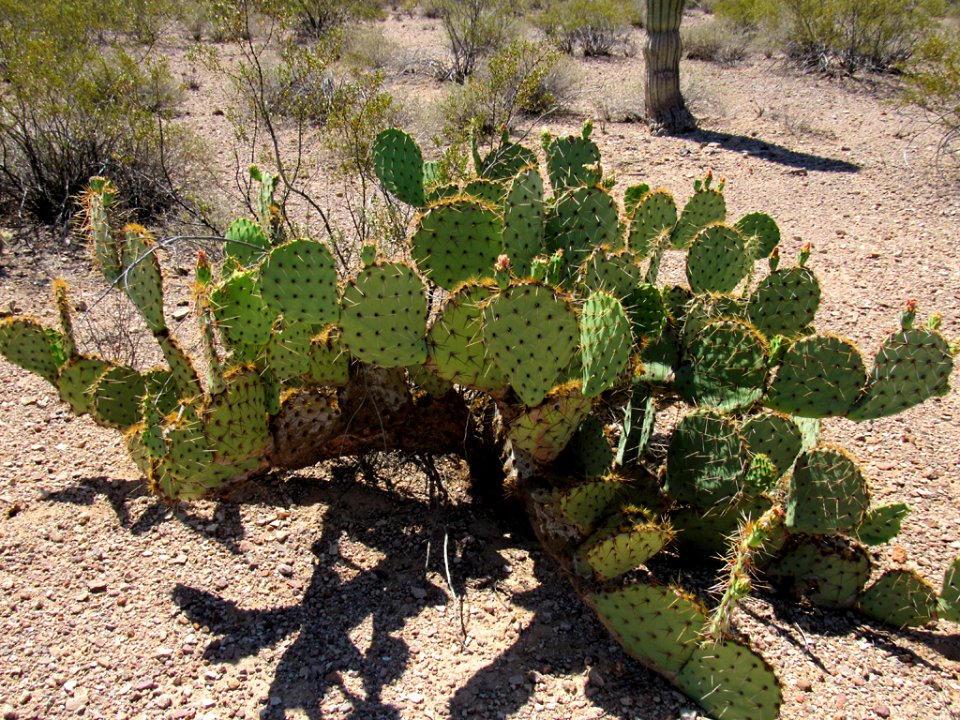 Organ Pipe Cactus NM in Arizona