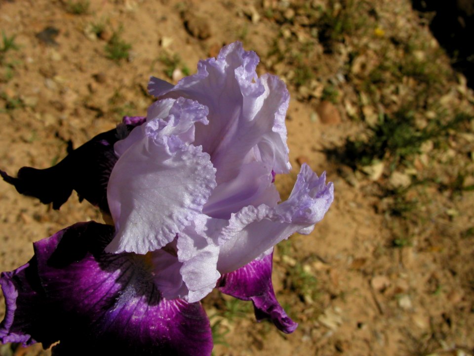 More Irises from Strawberry