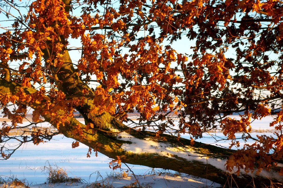 Wintry branch winter mood
