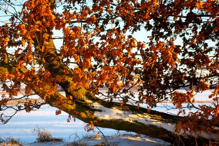 Wintry branch winter mood photo