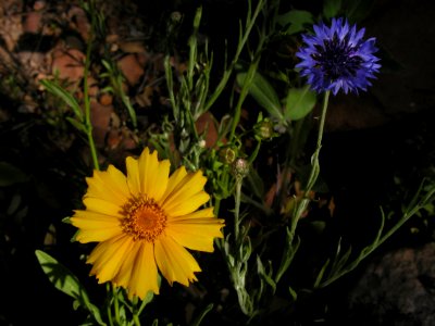 Flowers from Strawberry