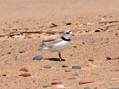 Piping Plover photo