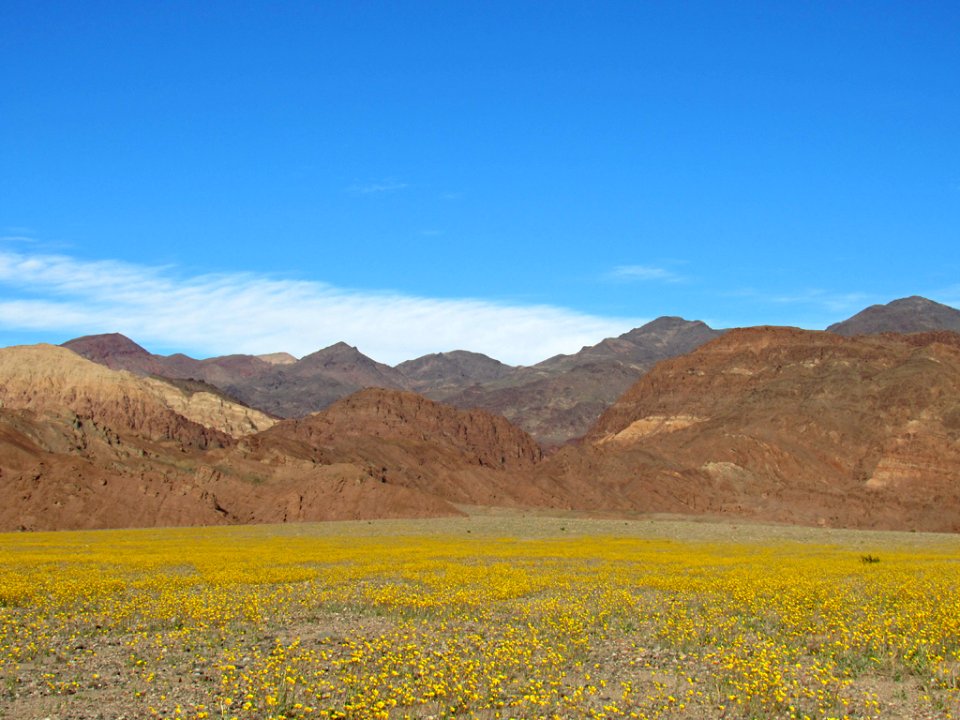 Wildflower Super Bloom at Death Valley NP in CA