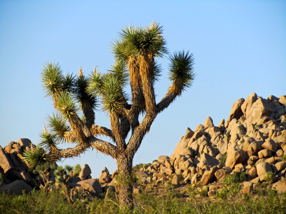Joshua Tree NP in CA