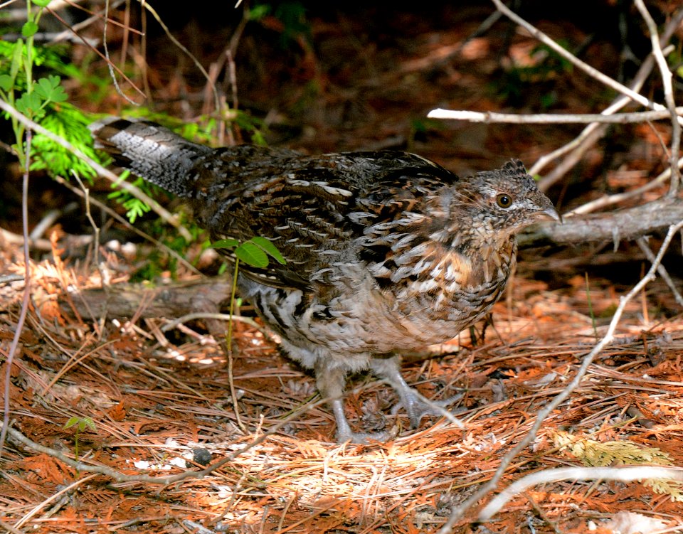 Ruffed grouse photo