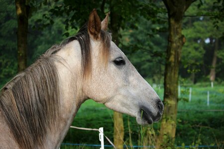 Pasture horse head mane