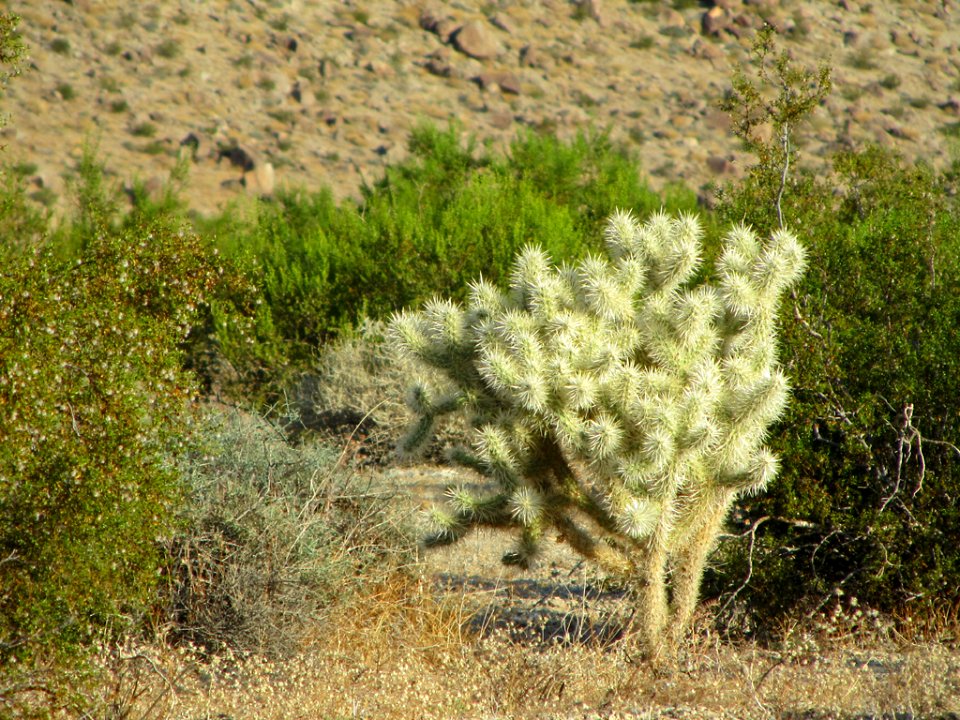 Joshua Tree NP in CA