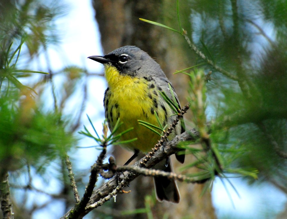 Kirtland's Warbler
