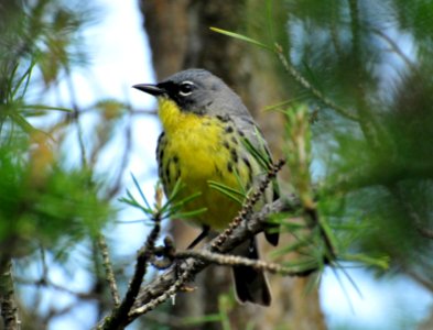 Kirtland's Warbler