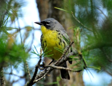 Kirtland's Warbler photo