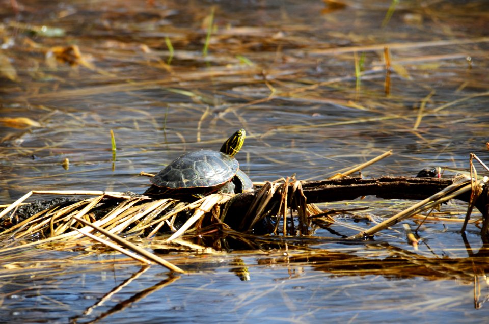Western Painted Turtle Sunning