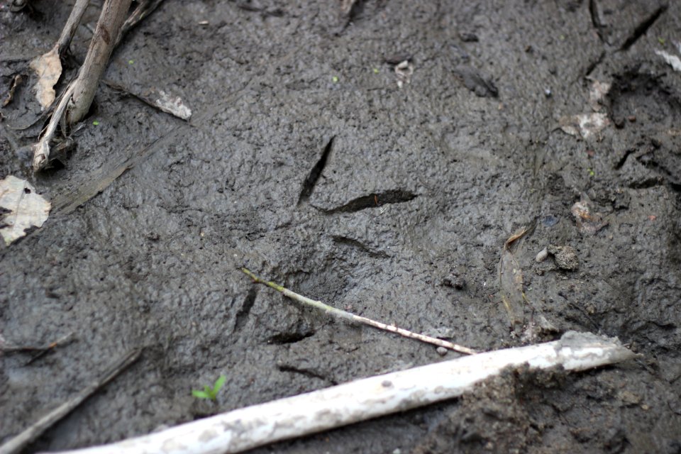 Who goes there? Do you recognize these tracks?
