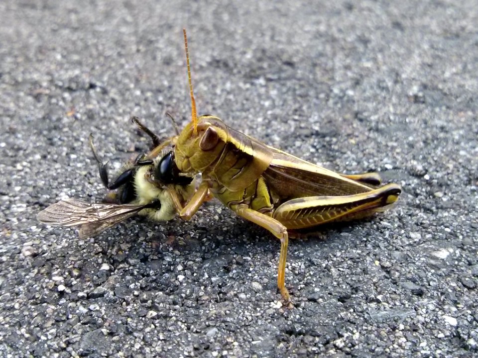 Grasshopper vs. Bee