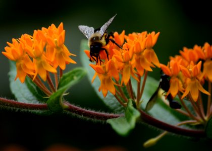 Bumblebee on butterflyweed photo