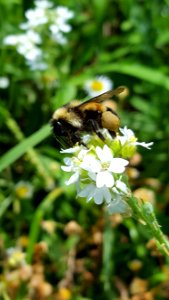 Rusty Patched Bumble Bee photo