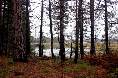Pines at Seney National Wildlife Refuge photo