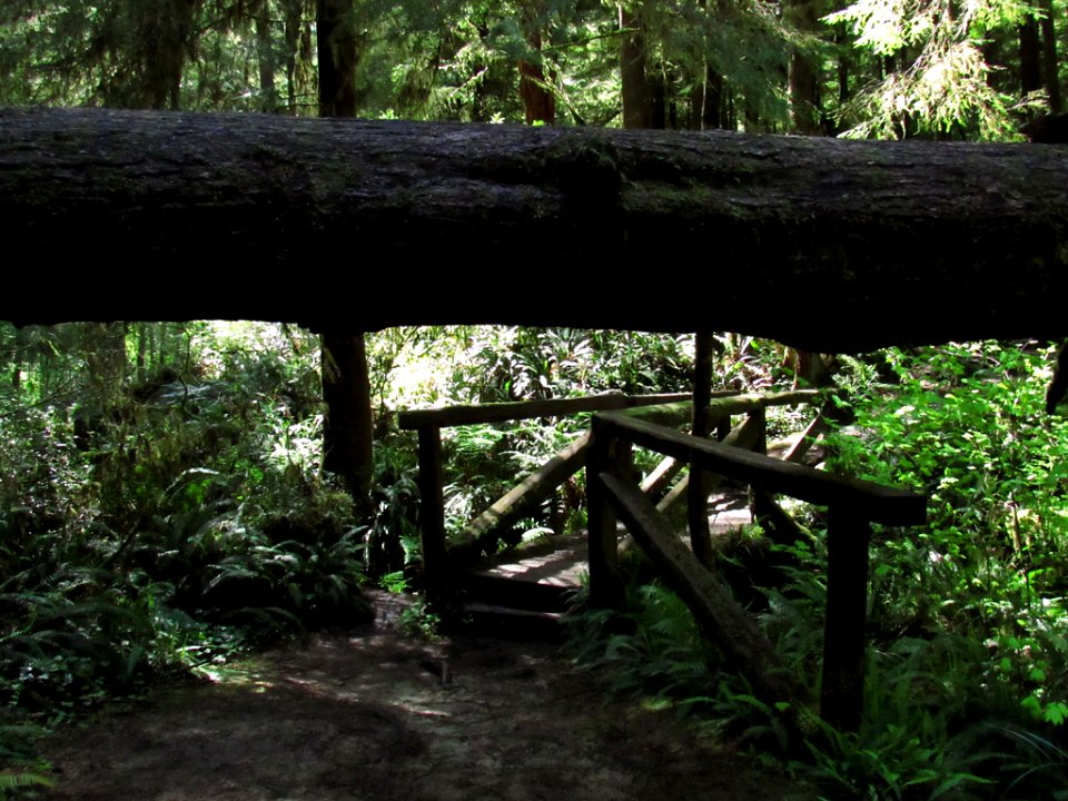 Jedediah Smith Redwoods SP in California