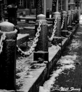 Snowy Schopfe