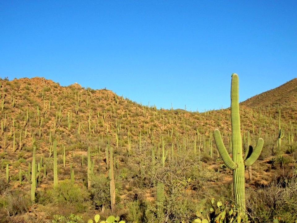 Saguaro NP in Arizona