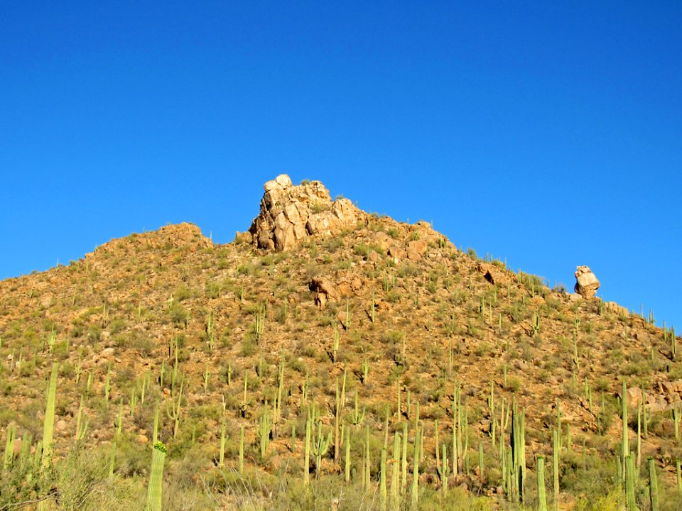 Saguaro NP in Arizona