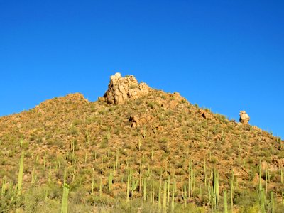 Saguaro NP in Arizona