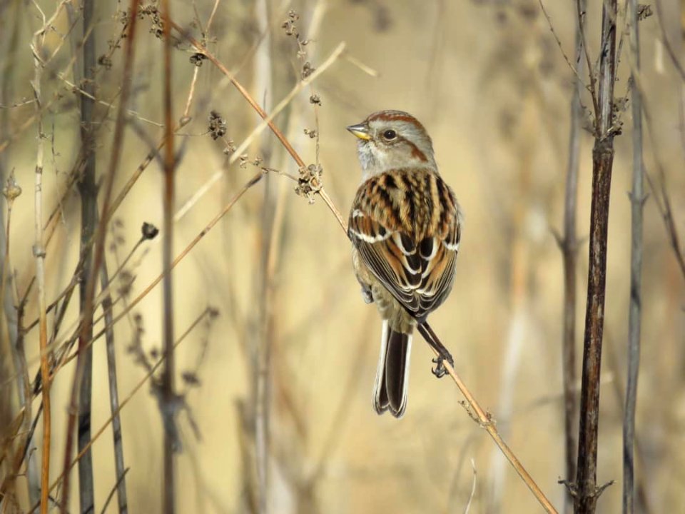 American Tree Sparrow