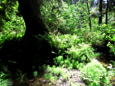 Jedediah Smith Redwoods SP in California