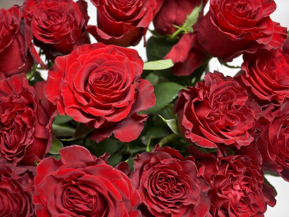 Red red rose flower