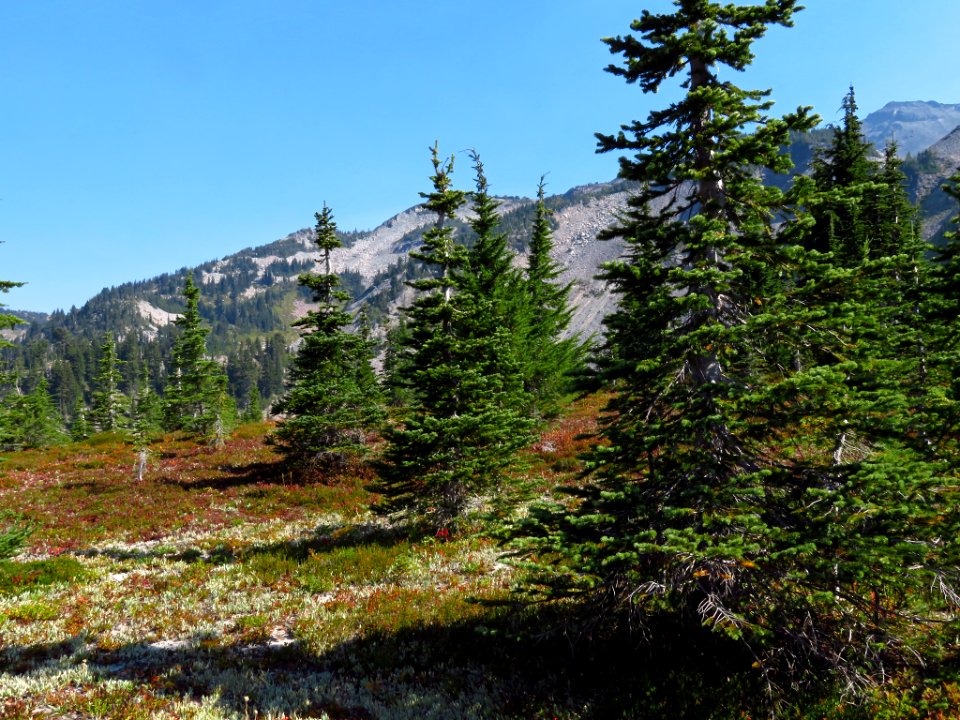 Goat Rocks Wilderness in WA