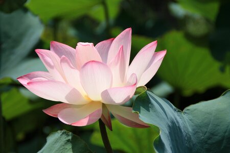 Plant splash pink photo