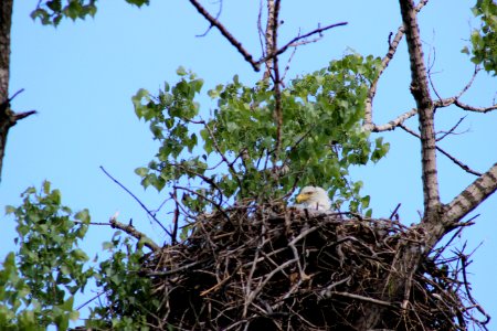 Nesting Bald Eagle photo