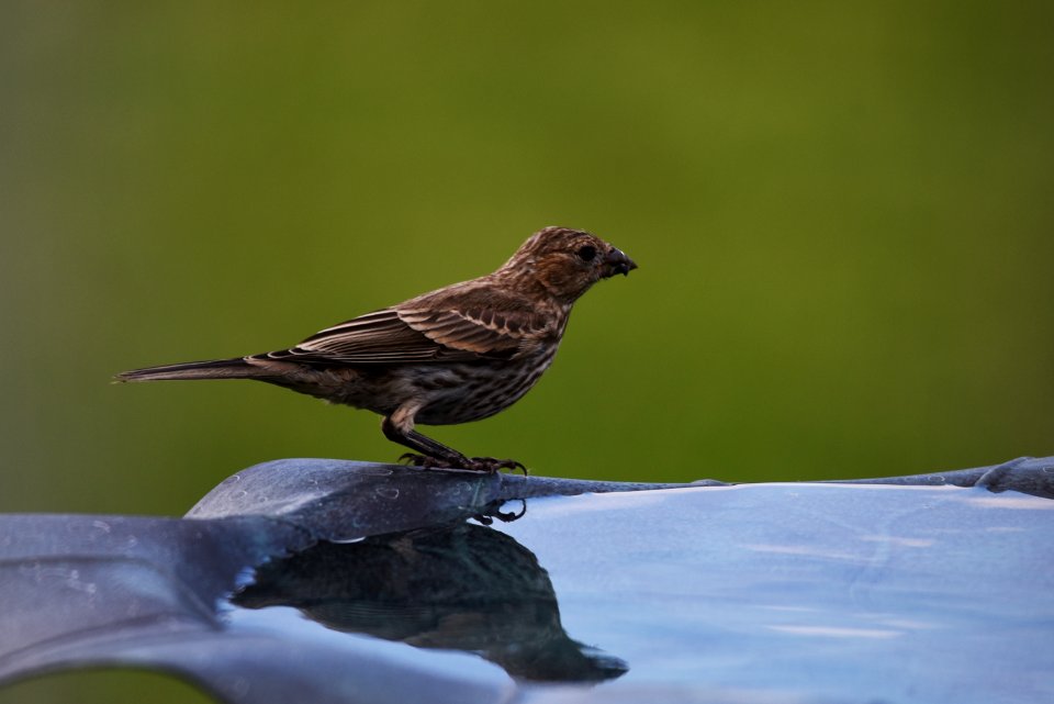 House finch photo