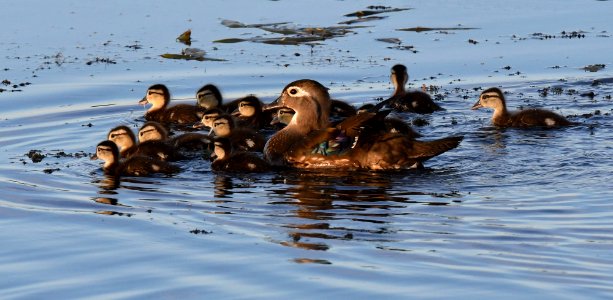 Wood duck and ducklings photo