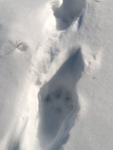 Lynx Tracking photo