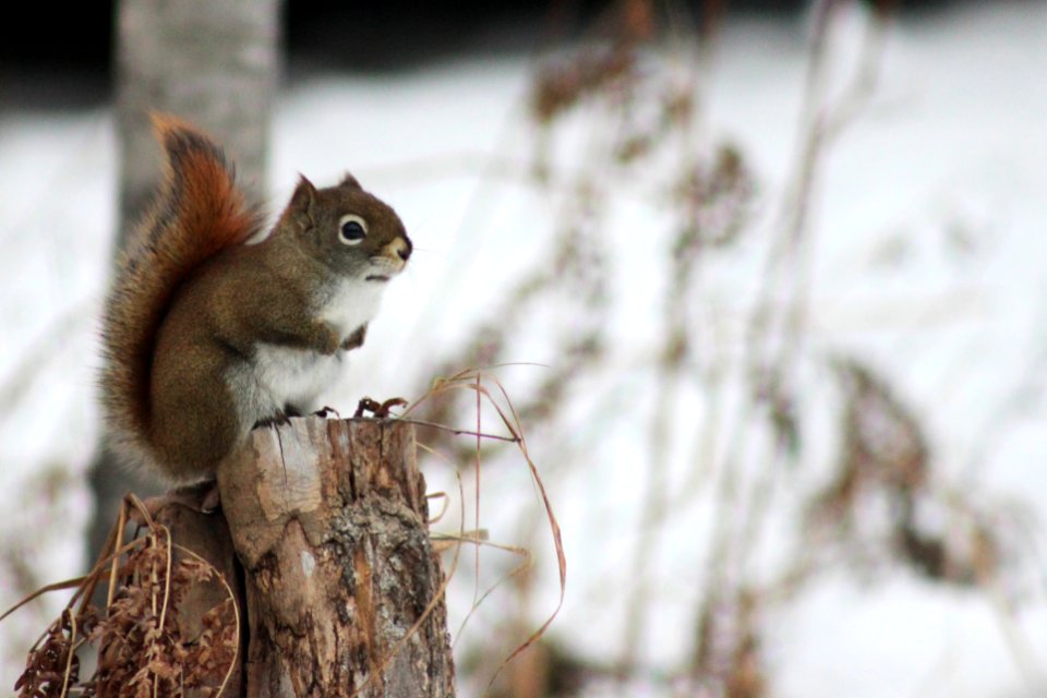 Red Squirrel in Minnesota