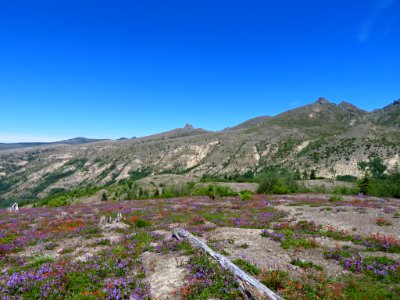 Wildflowers at Mt. St. Helens NM in WA