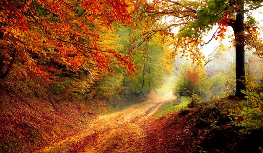 Autumn fall landscape photo